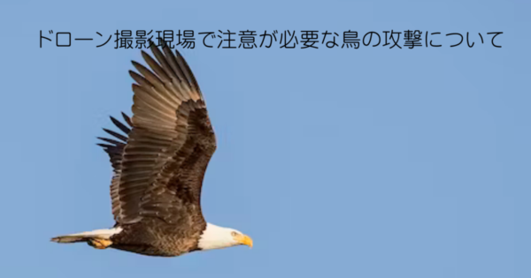 ドローン撮影の現場で注意が必要な鳥の攻撃について