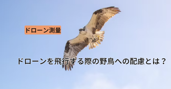 ドローンを飛行する際の鳥への配慮とは?