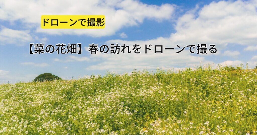 福岡県うきは市 【菜の花畑】春の訪れをドローンで撮る